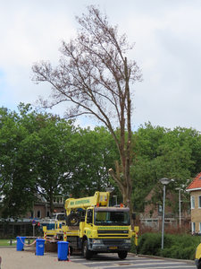 850302 Afbeelding van het afzagen van een iep op het terrein van Het Utrechts Archief (HUA, Alexander Numankade ...